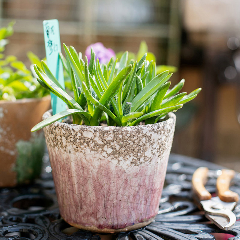 Ceramic Pot Planter