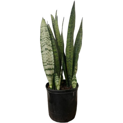 Low Light American Plant Exchange Sansevieria Zeylanica, Live Snake Plant, Green & White Striped Foliage, Low-Light, Easy Care Houseplant