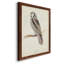 Toile encadrée de qualité supérieure Canada Owl - prête à être accrochée-598386094-598386095