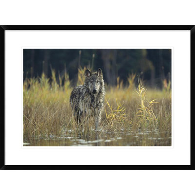 Timber Wolf Pauses While Walking Through Lake Montana Framed Photographic Print