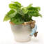 Porte-pot Beatrix Potter Johnny Town-Mouse