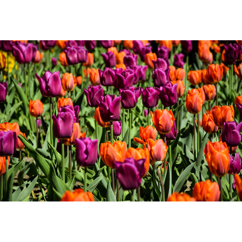 Flower Tulips - Photographie sur toile tendue, H 32 po x l 48 po