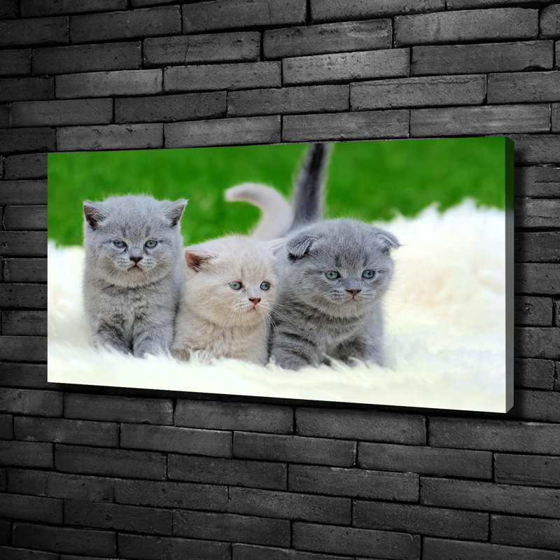 Three Cats On A Blanket - Print, 50cm H x 100cm W x 2cm D, Wrapped Canvas