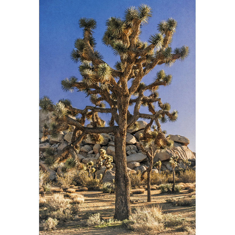 Vue de Joshua Tree II, H 48 po x l 32 po x P 1,25 po