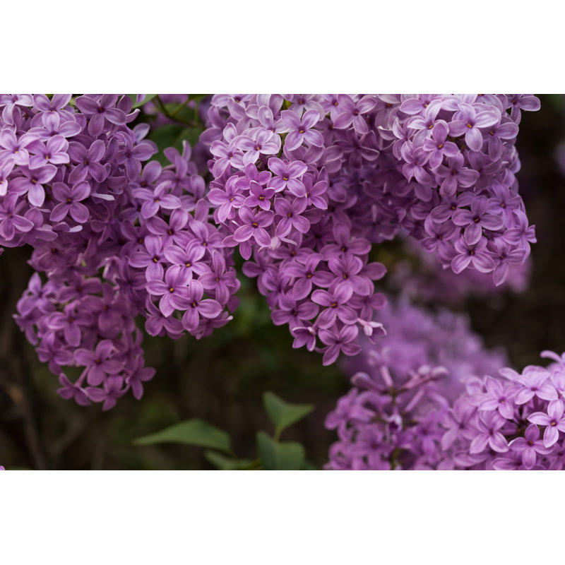 Gros plan sur des lilas par Tomch, H 32 po x l 48 po