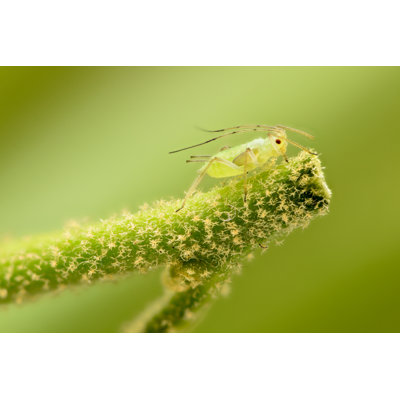 Charra pucerons verts sur une plante par Constantincornel