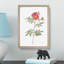 Red-Leaved Rose by Pierre-Joseph Redoute - Picture Frame Painting Print-55598365-55598371