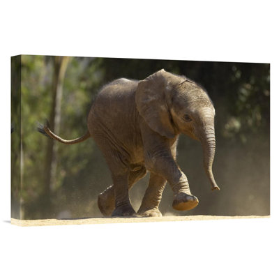 " African Elephant Calf Walking, Native To Africa "