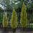 Artificial Arborvitae Topiary Tree, Realistic Fake Tree Potted Plant, Dark Green Round Growers Pot-1775326910