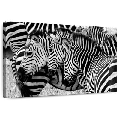 Brampt Zebra Faces