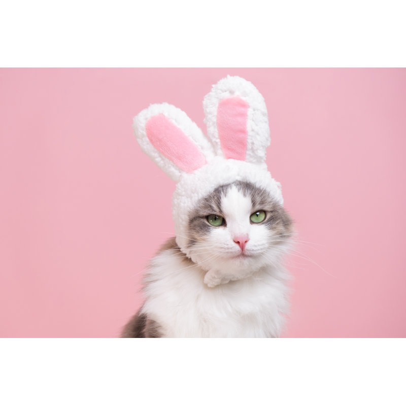 «Cute Kitty» - Photographie sur toile tendue, H 8 po x l 12 po