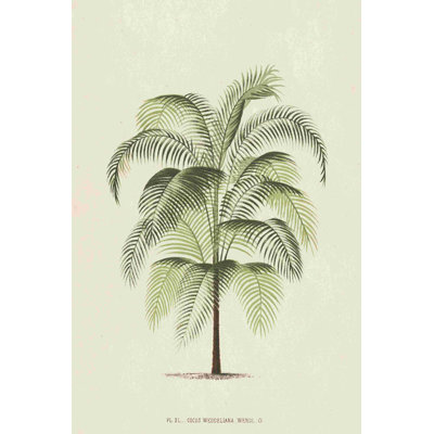 Les Palmiers III