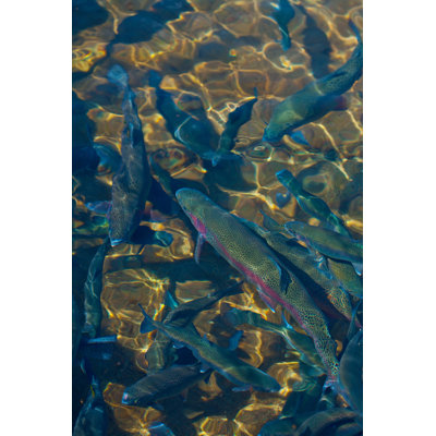 Trout 1 Piece Wrapped Canvas Wall Art