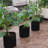 Anielka 10-Piece Plastic Nursery Pot-171686877