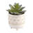 Faux Succulent Plant in Ceramic Pot-209760562-209760566