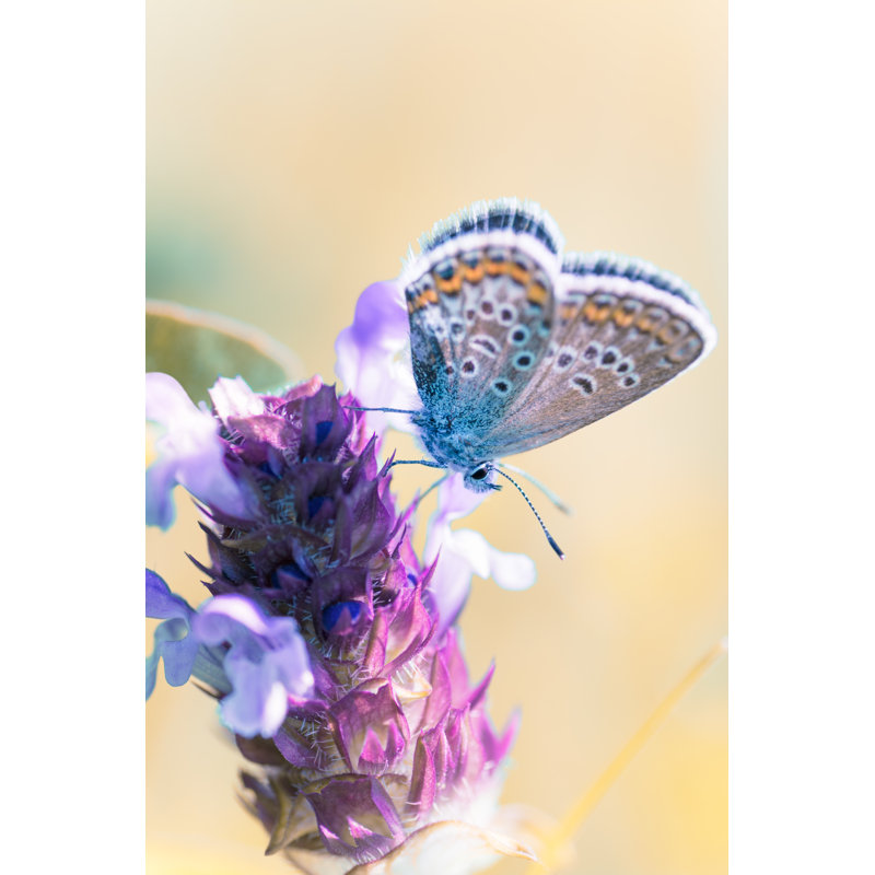 Copper Butterfly - Wrapped Canvas Print, 122cm H x 81cm W x 3.8cm D