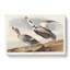 Pied Ducks by John Audubon - Wrapped Canvas-55325395