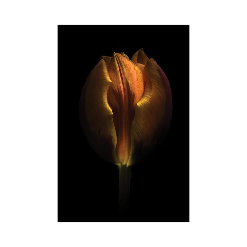 Orange Tulip by Brian Carson - Wrapped Canvas Print, 66.04 cm H x 45.72 cm W x 1.91 cm D