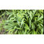 36 piquets de soutien pour plante à tige simple 36 po (ensemble de 12) - Piquets de jardin en métal résistant à la rouille pour grandes fleurs et légumes-2069811114