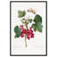 Art Remedy, reproduction d'art sur toile, groseille rouge de Choix-111155872-111155882