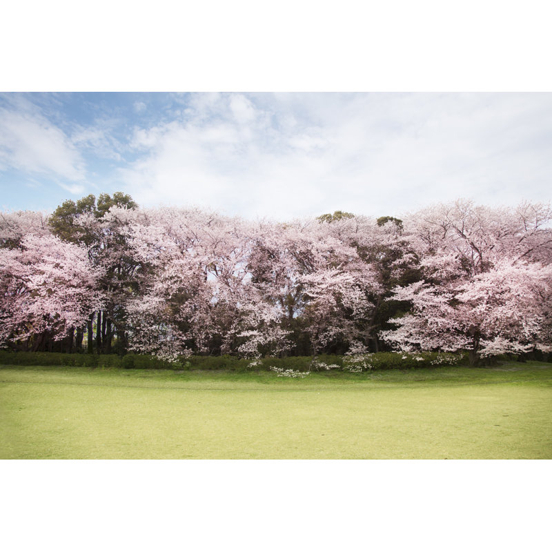 View Of Beautiful Cherry Blossoms by Y_seki - Wrapped Canvas Print, 30cm H x 46cm W
