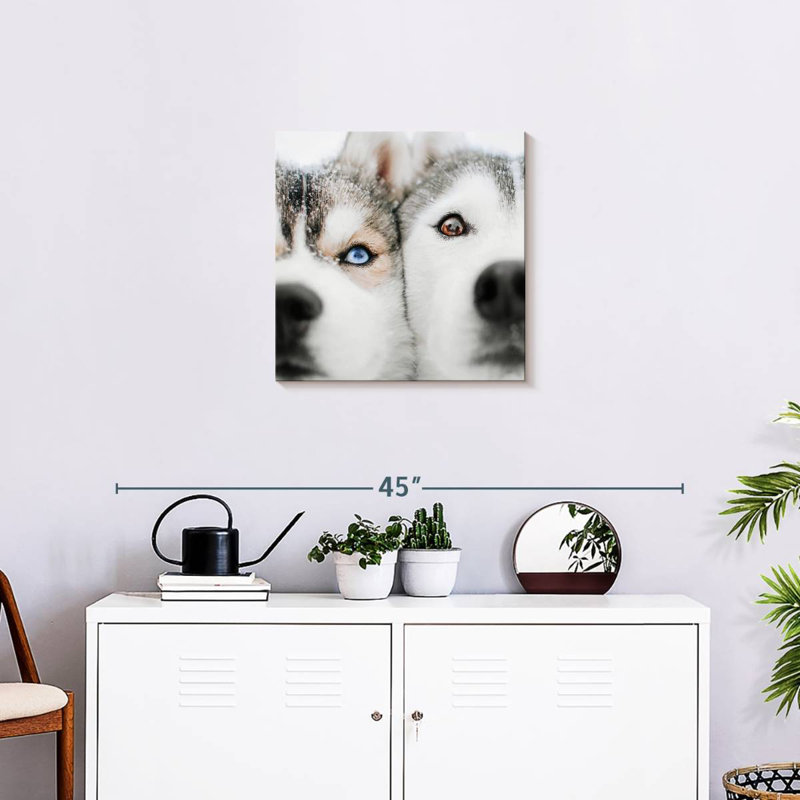 Crowle Husky, H 20 po x l 20 po
