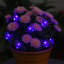 Ensemble de 3 guirlandes lumineuses à DEL 10 lumières araignées mauves - fil transparent de 3 pi