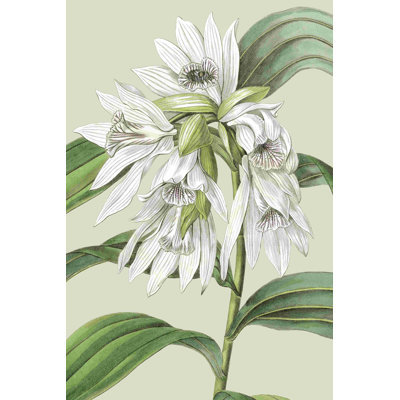 " Orchid Blooms III " by Vision Studio