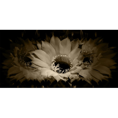 Sepia Petals 2 Print by Nathan Turner