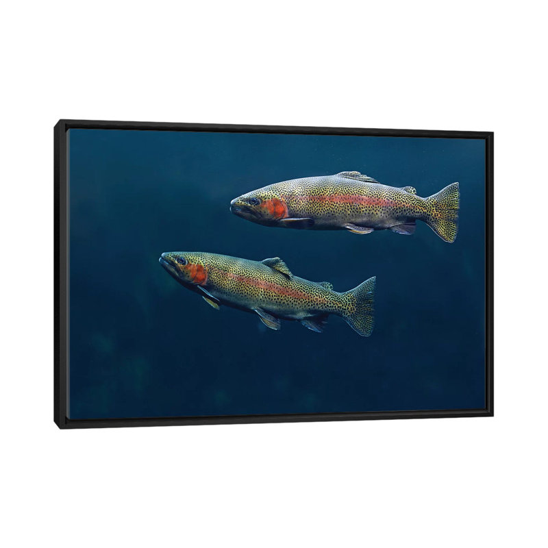 " Rainbow Trout Pair Swimming Underwater " by Tim Fitzharris, 18" H x 26" W x 1.5" D, Black Framed Canvas, No Mat