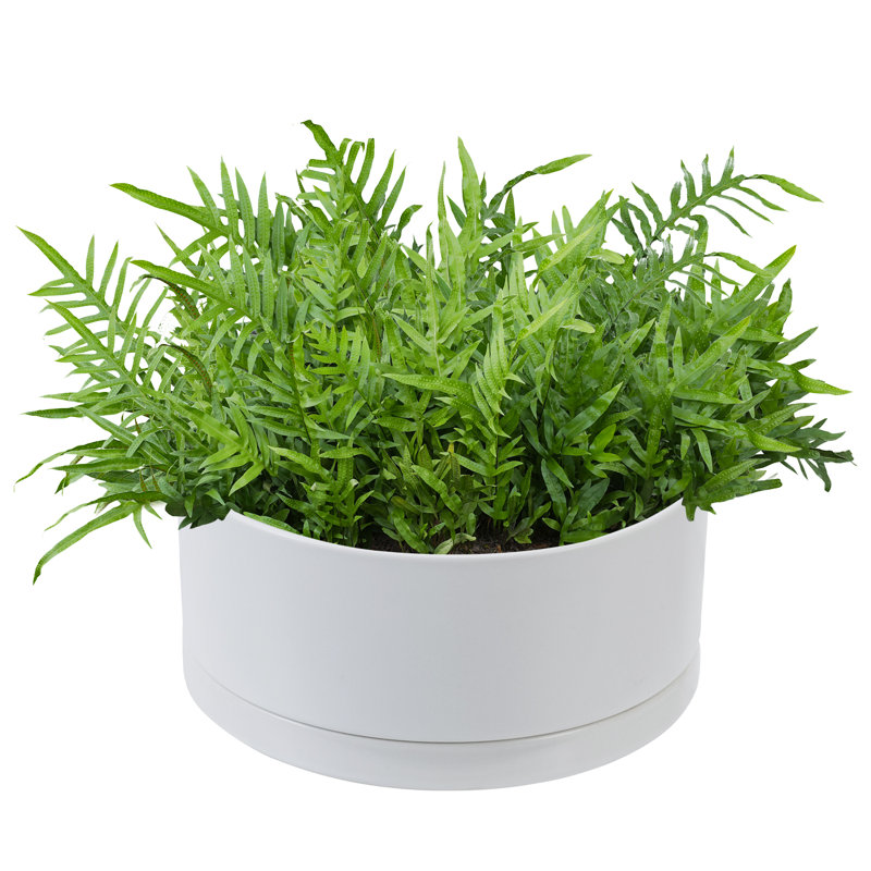 Ceramic Pot Planter