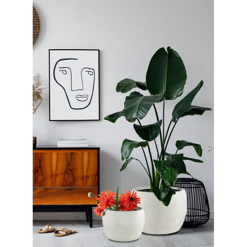 Sandora White Low Round Planter – Handcrafted Texture, Indoor/Outdoor Use, Weather-Resistant Garden & Patio Décor, Sandstone Planter