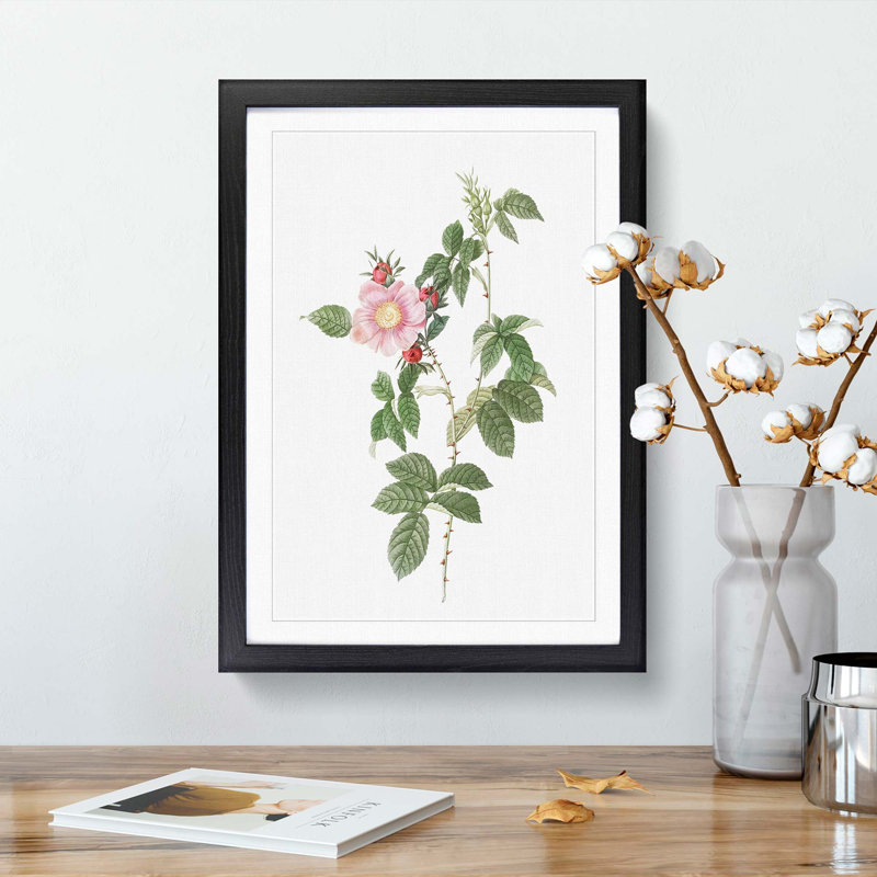 Dog Rose in Pink by Pierre-Joseph Redoute - Picture Frame Painting Print, 36cm H x 27cm W x 2cm D, Black Framed