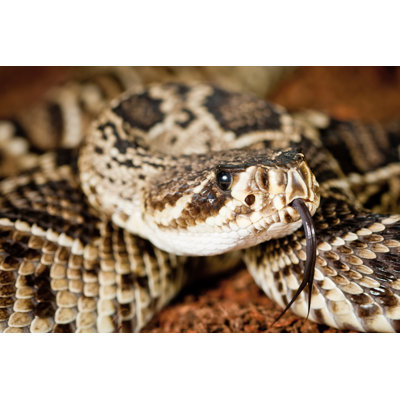 Eastern Diamondback Rattlesnake by Pitchwayz - Wrapped Canvas Print