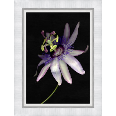 Fleur de la Passion