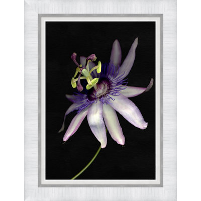 Passion Flower Print by Lillian August