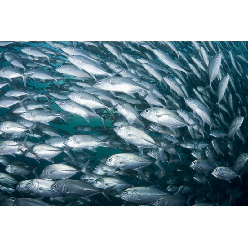 Kalman Kalman School Of Black Jacks - Wrapped Canvas Print, 30cm H x 46cm W x 3.8cm D