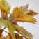 77'' Faux Maple Tree in Pot