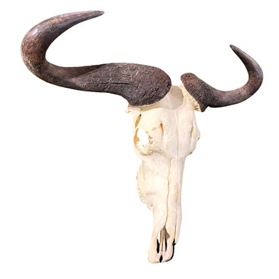 Real Wildebeest Antelope Skull