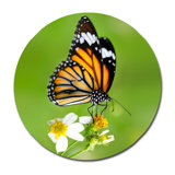 Beautiful Butterfly Print