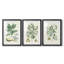Buchoz Tropicals IV - reproduction encadrée sur mesure de qualité supérieure mate - 3 pièces-1420945986-1420945984