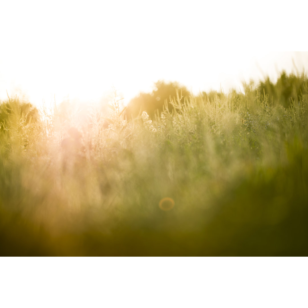 Sonnenuntergang über Wildblumen auf dem Feld