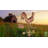 Errin 40'' H Metal Animals Weathervane-1922870074