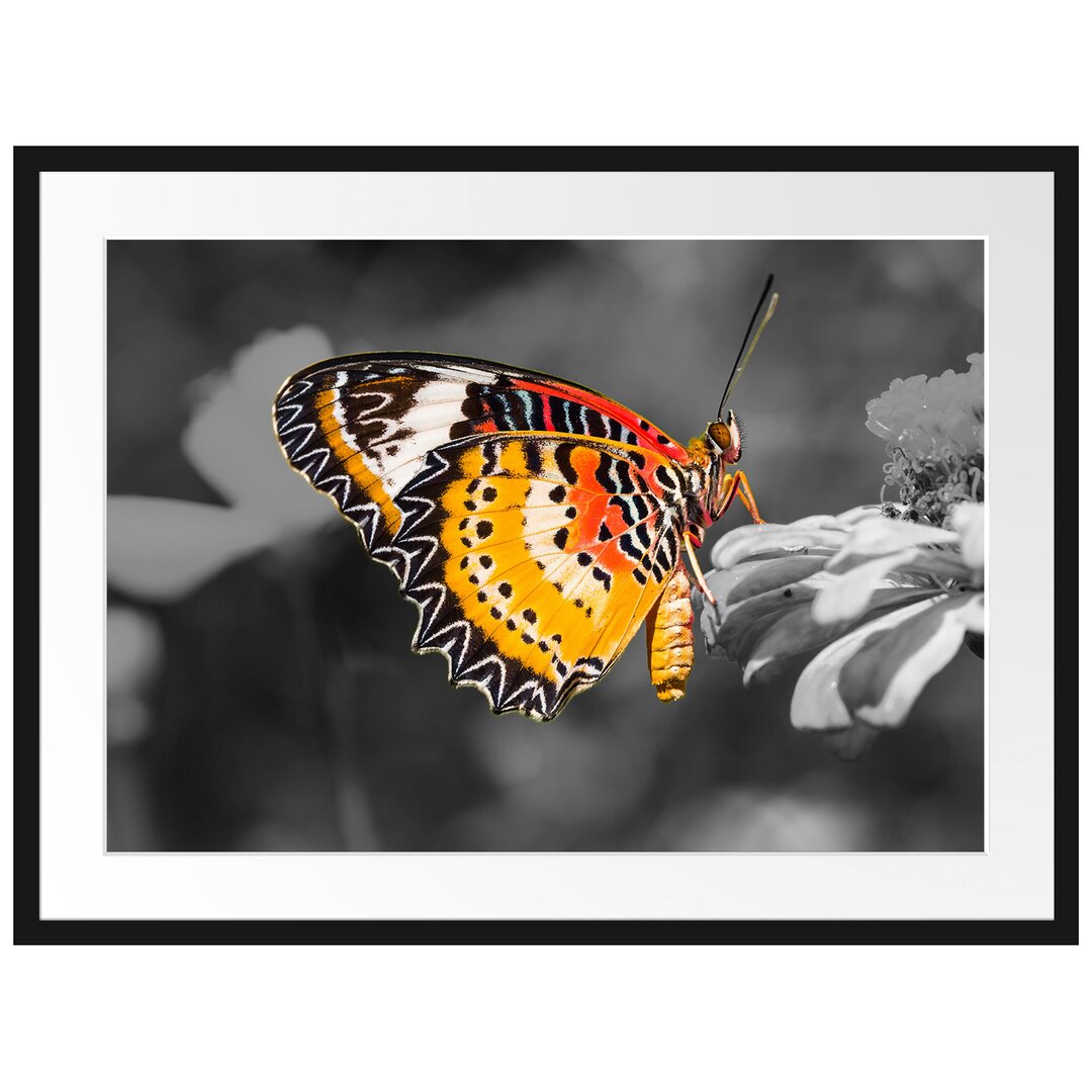 Gerahmtes Poster Schöner Schmetterling auf Blüte