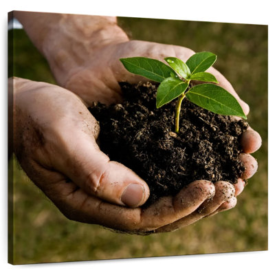 Senne New Seedling Sprouting