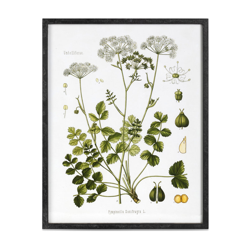 Summer Wildflower Framed Prints