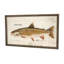 Trout Print-1906805425