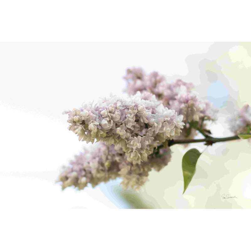Lilas pâles II - photographie, Papier avec cadre simple noir, Oui, H 20 po x l 30 po