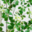 4 pi. Cornouiller artificiel