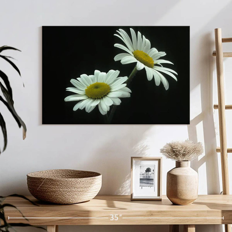 Harnek Leucanthemum Vulgare Large Daisy, 24" H x 36" W